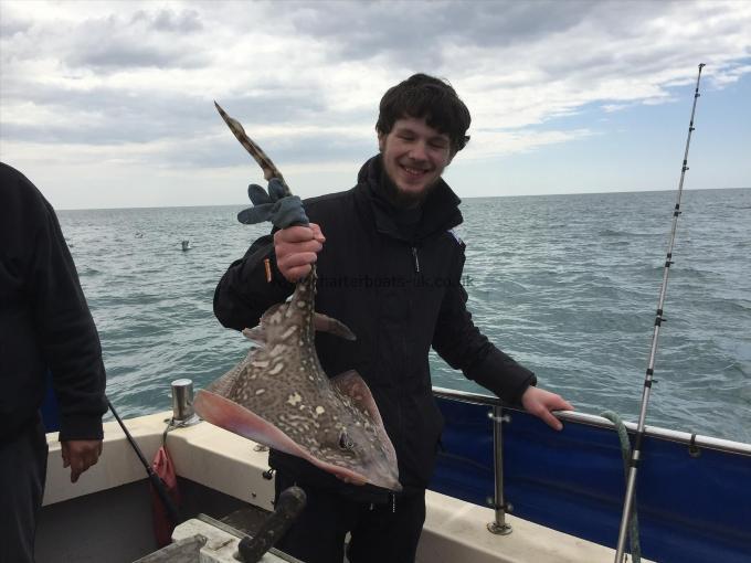 7 lb Thornback Ray by Unknown