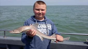 3 lb Starry Smooth-hound by Keron