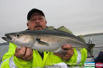 4 lb 8 oz Coalfish (Coley/Saithe) by Brooksy