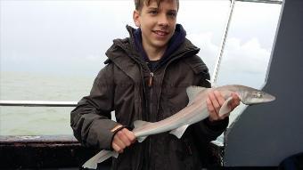 3 lb 6 oz Starry Smooth-hound by Tyler