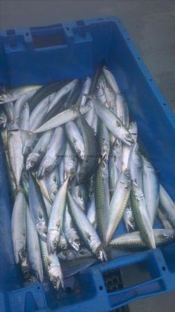 1 lb Mackerel by daves party from midlands