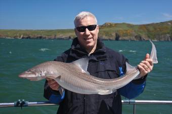 14 lb Starry Smooth-hound by Steve