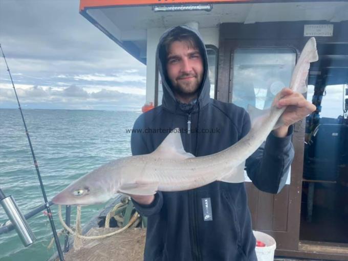 7 lb Smooth-hound by Unknown