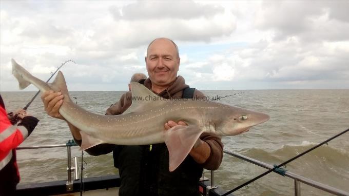 2 oz Smooth-hound by Unknown