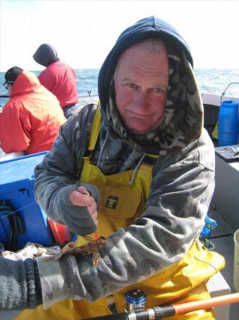 2 oz Tompot Blenny by Barnacle Bill