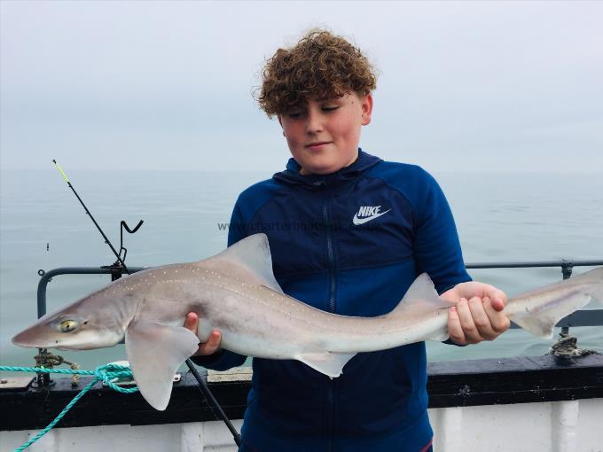 7 lb Starry Smooth-hound by Unknown