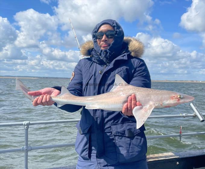 6 lb Smooth-hound by Unknown