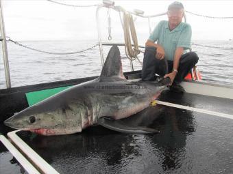 160 Kg Porbeagle by dave from somerset