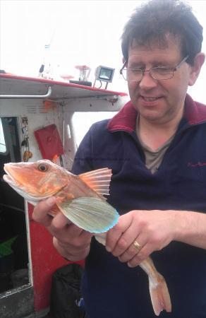 2 lb 2 oz Tub Gurnard by andy