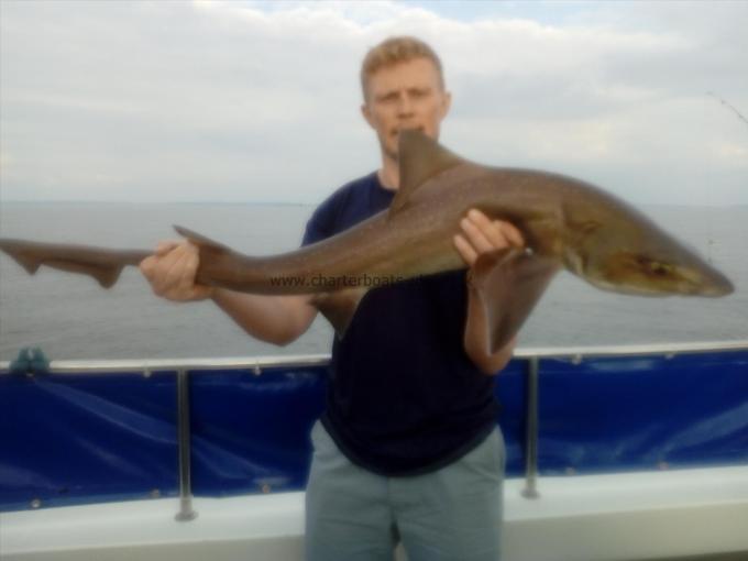 14 lb Smooth-hound (Common) by Roddri