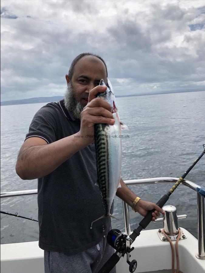 1 Kg Mackerel by Ray Crowe