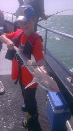 3 lb 5 oz Starry Smooth-hound by lucas from dover