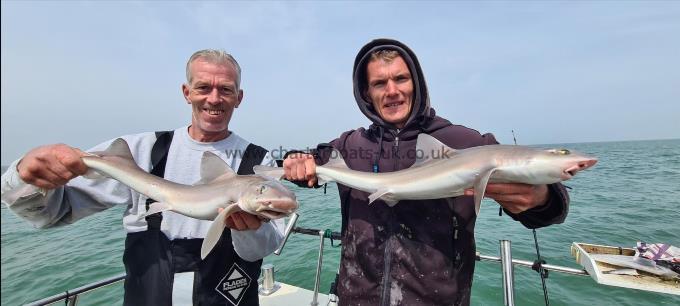 6 lb 8 oz Starry Smooth-hound by Harry