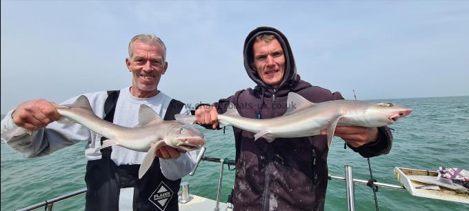 6 lb 8 oz Starry Smooth-hound by Harry