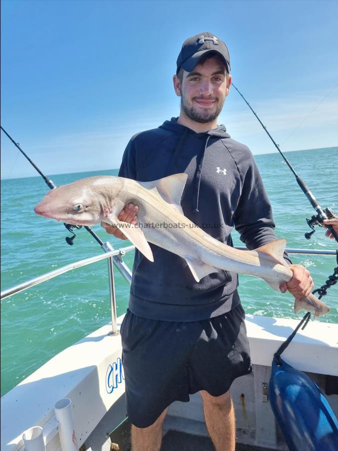 11 lb 9 oz Smooth-hound (Common) by Taylor Dinnage