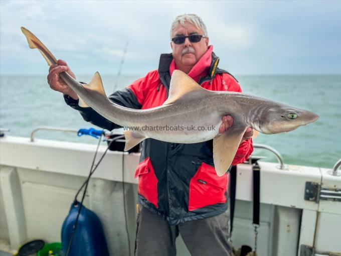 14 lb Smooth-hound (Common) by Joe Blackham