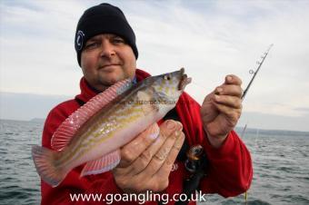 1 lb Cuckoo Wrasse by Lloyd