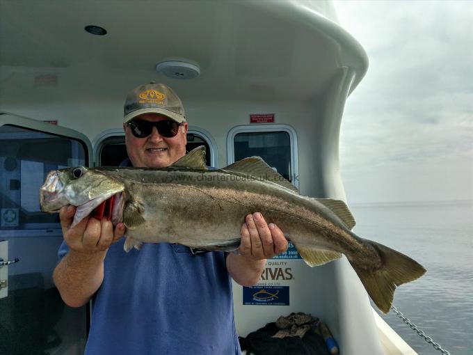 7 lb 1 oz Pollock by Unknown