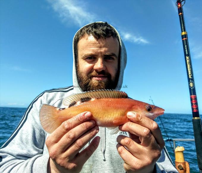 1 lb Corkwing Wrasse by Unknown