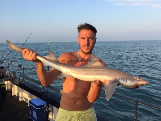 7 lb Starry Smooth-hound by Unknown