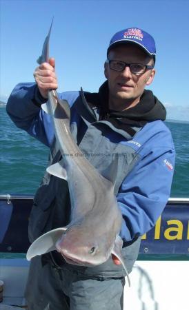 14 lb 8 oz Smooth-hound (Common) by Steven Clark