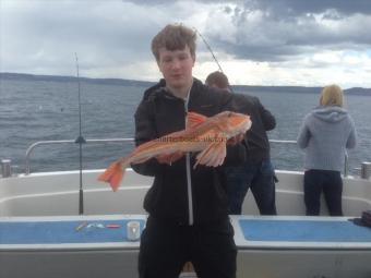 2 lb 8 oz Tub Gurnard by Will Raven