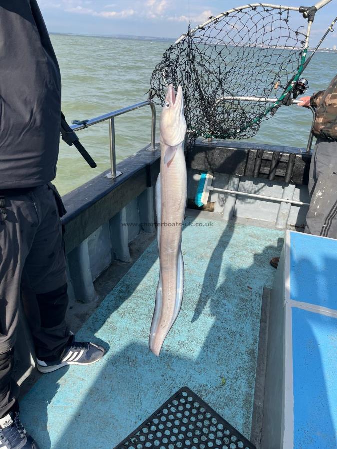 8 lb 4 oz Conger Eel by Dave