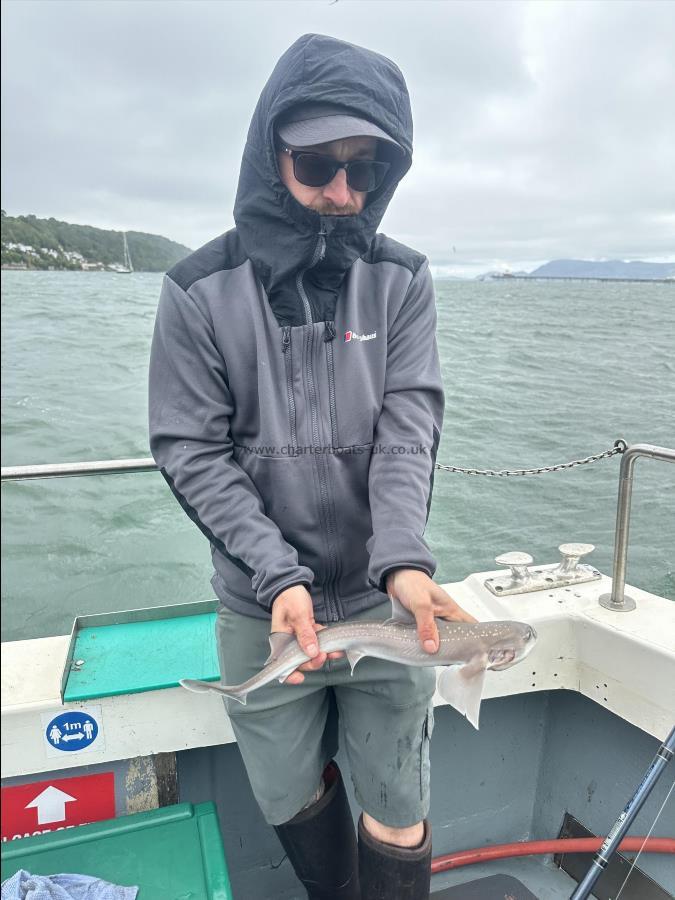 1 lb 6 oz Starry Smooth-hound by Joe