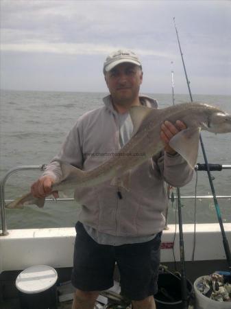 11 lb Starry Smooth-hound by spiro grimas