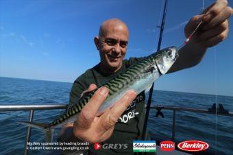 1 lb Mackerel by Phil