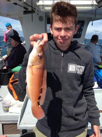 1 lb Cuckoo Wrasse by Mark