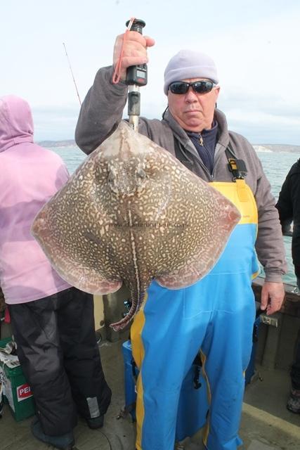 14 lb 5 oz Thornback Ray by Steve Peek