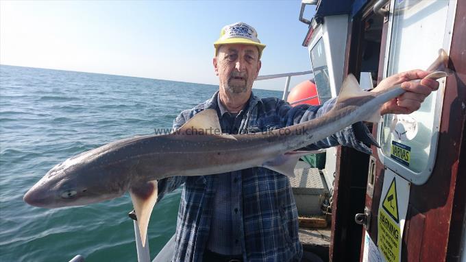 7 lb 5 oz Smooth-hound (Common) by Pete from Canterbury