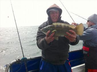 4 lb Ballan Wrasse by Unknown