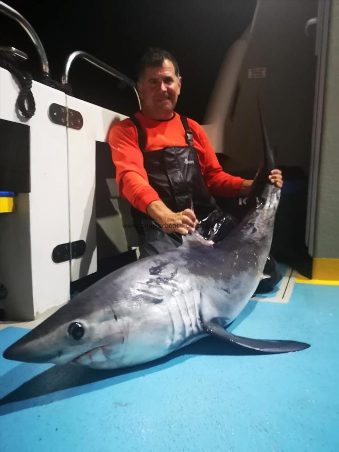 120 lb Porbeagle by Unknown