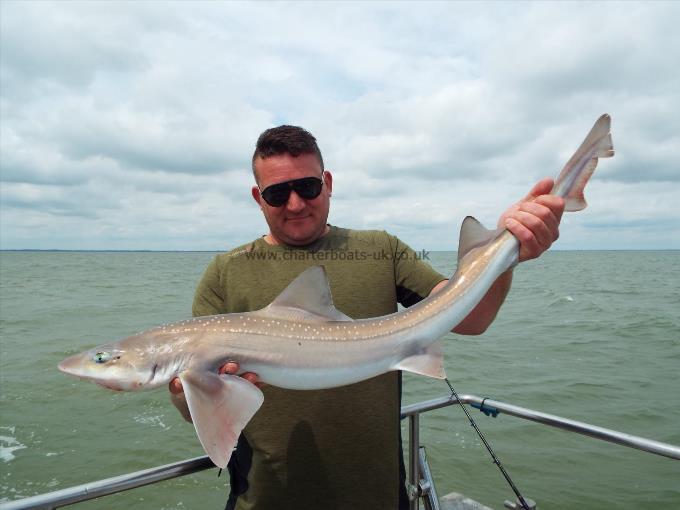 2 oz Smooth-hound by Unknown
