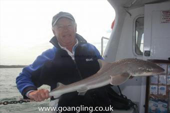 6 lb Starry Smooth-hound by Tony