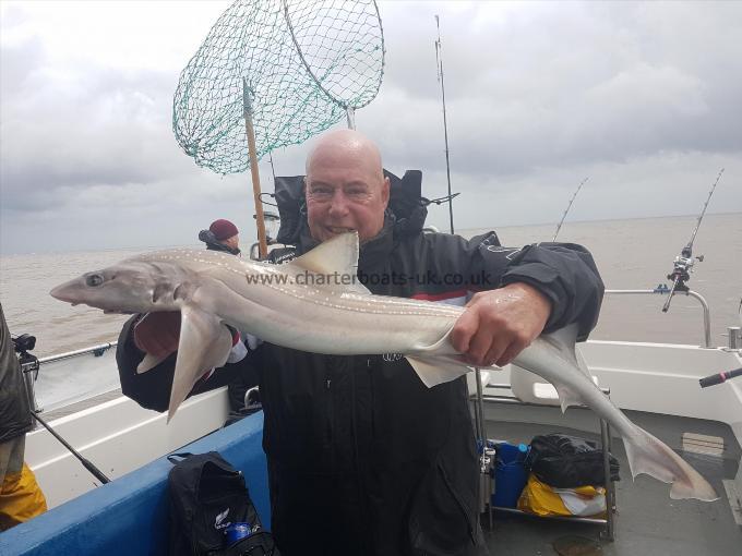 7 lb Starry Smooth-hound by Kevin Lowan