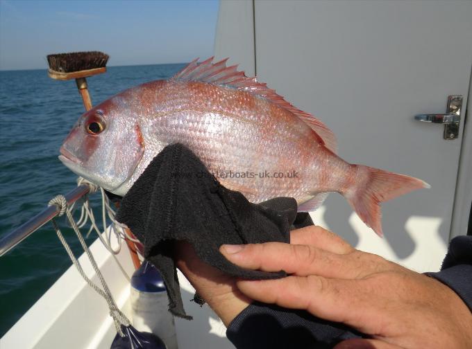 1 lb 9 oz Couch's Sea Bream by Aaron Dickens