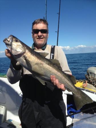 8 lb 4 oz Pollock by Phill