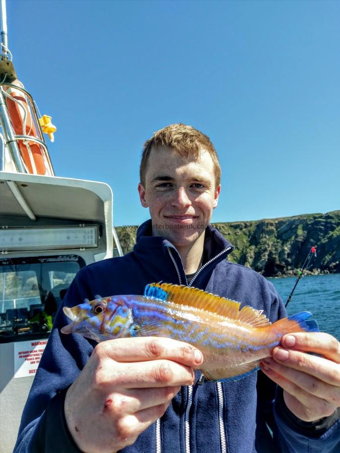 1 lb 8 oz Cuckoo Wrasse by Unknown