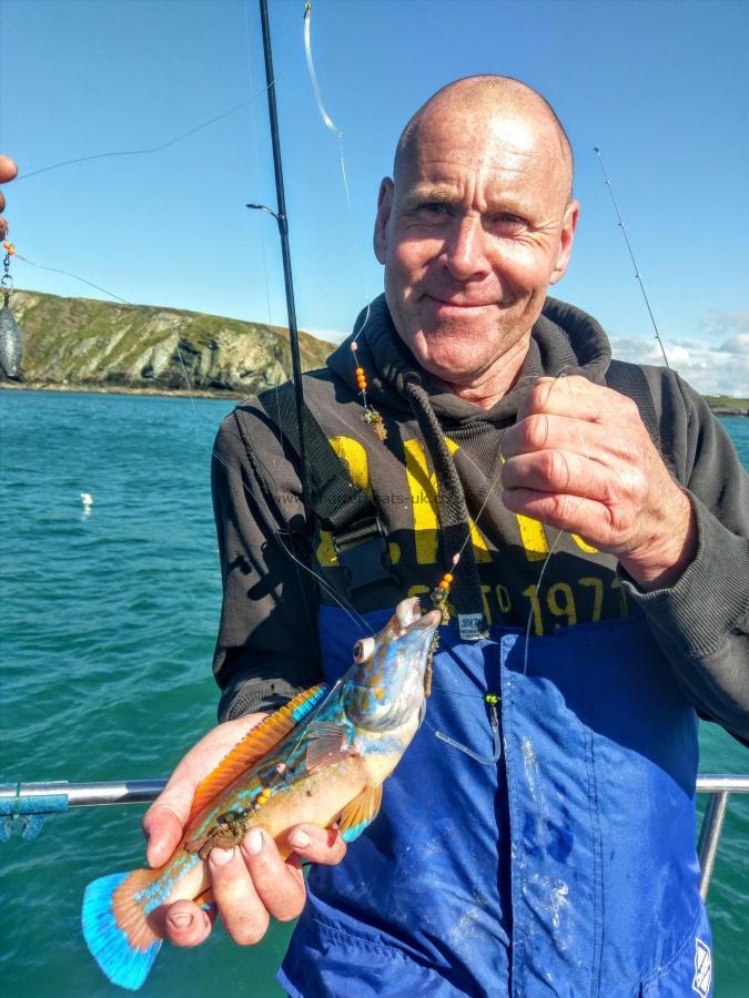 1 lb Cuckoo Wrasse by Unknown