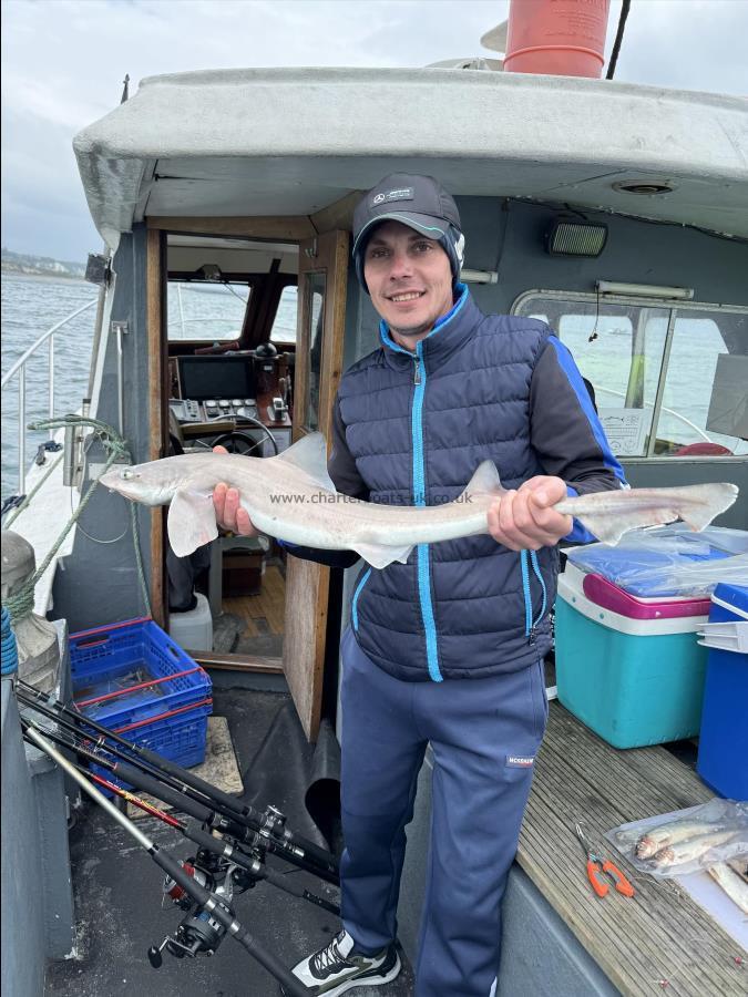 5 lb Smooth-hound by Floren