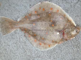 2 lb 4 oz Plaice by Rob rennie