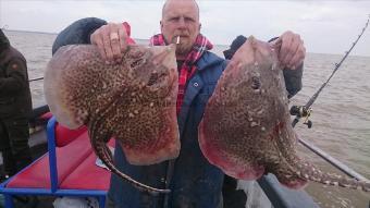 8 lb 6 oz Thornback Ray by Wayne from Kent