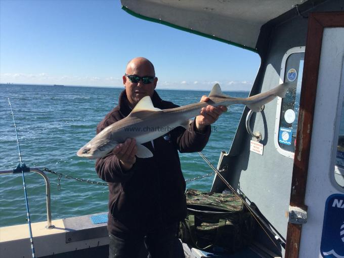 12 lb Smooth-hound by Unknown