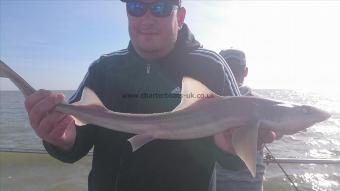 4 lb 2 oz Starry Smooth-hound by Unknown