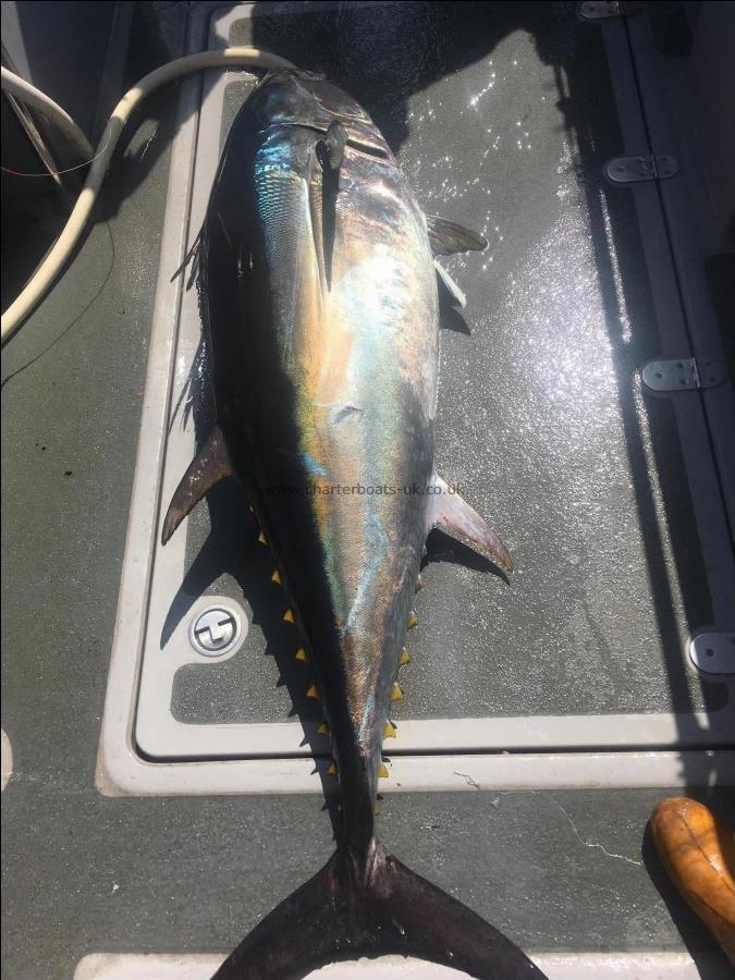 290 lb Bluefin Tuna by Unknown