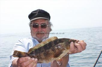 2 lb Ballan Wrasse by Tony Curwen