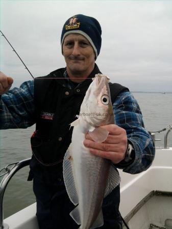 3 lb 9 oz Whiting by Mark Stillings